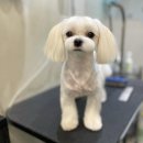 올리브 애견 이미지