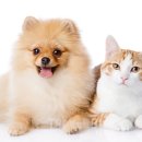 반려동물관리사자격증 이미지