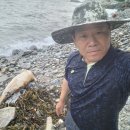 상괭이 조사 활동(사체) - 6/26 이미지