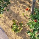 안정왕겨 이미지