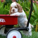 꼬꼬마 강아지 이미지