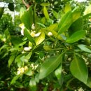 수아농원 이미지