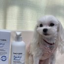 해진유통 | 장모 강아지 보습에 좋은 샴푸 추천 페토세라 바디워시 모이스처 플러스 사용 후기