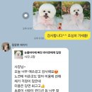 보드레 애견미용실 이미지