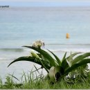 제주 토끼섬 문주란자생지 이미지