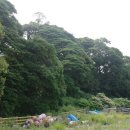 완도 맹선리 상록수림 이미지