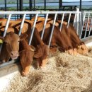 연한우목장 이미지