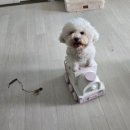 화이트치과기공소 | 청주 강아지 복강경 중성화 다옴동물의료센터 대표원장 직접 수술 직관 후기