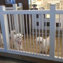 봄이네 애견 이미지