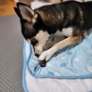 왈랑 | 논현 [왈랑] 수제간식 전문점 [내돈내산] 후기, 영업시간