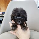 바나개 강아지 고양이 마포점 이미지