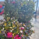 강진 버스여객터미널 | 강진 여행 행사정보 강진버스여객터미널 이용 방법