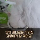 뷰티냥 | 까칠한 고양이 사료 바꾸기 성공한 풀무원 항상화사료 아미오 고양이 사료