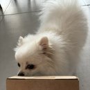 뉴와이즈펫 이미지