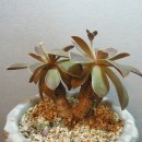 라벤더힐 이미지