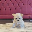 도그마루 강아지 고양이 부산점 | 부산고양이분양, 도그마루 강아지고양이 부산점에서 행복을 찾다