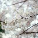 삼익농원 이미지