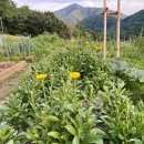 경북 청송 집과 땅 매매(1900평, 청정자연, 좋은 전망, 캠핑장/숙박시설 적임지, 생태귀농, 가드닝) 이미지