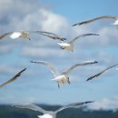 갈매기꿈 이미지