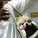 어야가자 | 포메라니안이동가방,강아지이동가방 구매후기!!-캡틴이 어야가자