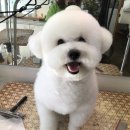 김언니 펫살롱 이미지