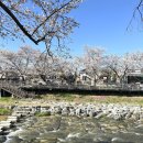 금산천 | 대전 근교 벚꽃명소 후기 : 금산천 봄꽃축제 / 보곡산골 산벚꽃 축제