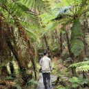 폭스모텔 | [뉴질랜드 남섬여행 13박14일] 리플렉션아일랜드, 폭스빙하, 프란츠요셉빙하, 호키티카, 푸나카이키