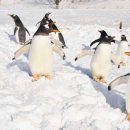 돌고래와펭귄 이미지