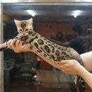 효민님의 뱅갈고양이 이미지