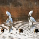 학-비상 이미지