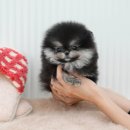 멍냥이 펫싸롱, 펫호텔 | 포항강아지분양 무료 절차의 애견분양샵