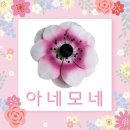 🌺더 리얼 플라워 (The Real Flower) 출강아이템 출강수업 자격증커리큘럼 (아네모네)