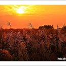 하늘공원 이미지