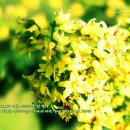 샤론의꽃 이미지