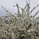 은빛농장 이미지