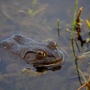 금두꺼비 이미지