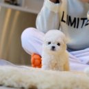 예삐하우스애견샵 | 제주강아지분양 딱 좋은 애견샵 추천해요