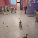 땡큐멍냥 네이버블로그
