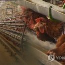 화석 양계장 이미지