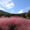 수피아플라워 이미지