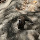 돌메공원(이동식화장실) | 마이리얼트립 미서부 세미패키지 내돈내산 후기｜3일차 요세미티 국립공원