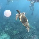 팀웨일 | 하와이 거북이 스노쿨링 수영초보의 마우이 몰로키니 칼립소 후기 (+ 준비물, 주차, 웨일와칭)