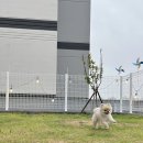 헤이퍼피 이미지