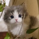 대경깔끔세탁 | 고양이 화장실 매트, 정말 필요한가요?