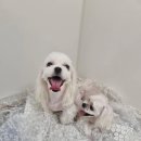 정다운애견미용 이미지