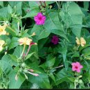 시골산장 이미지