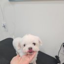 아지애견 이미지