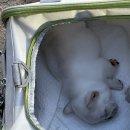 넥서스켄넬 이미지