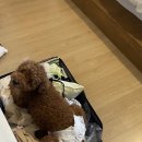 견묘상회 | 나혼자 카페 가고 나혼자 고등어회 먹고 ~