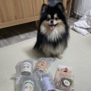 자미애견 이미지